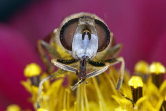 ♀ / Eristalis arbustorum