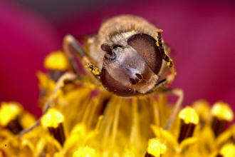 Eristalis arbustorum