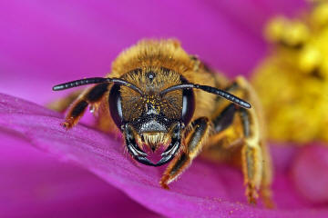 Halictus scabiosae