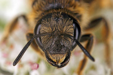 Halictus sexcinctus