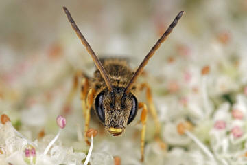 Halictus tumulorum