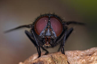 ♂ / Muscina pascuorum