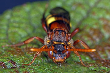 ♀ / Nomada lathburiana