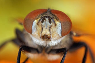 Phasia aurigera