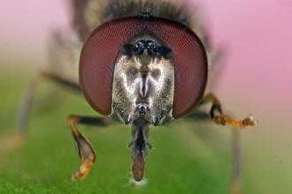 Platycheirus albimanus