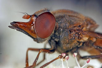 Rhingia campestris