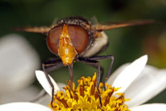 Volucella pellucens