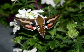 Hyles gallii / Labkrautschwrmer / Nachtfalter - Schwrmer - Sphingidae - Macroglossinae