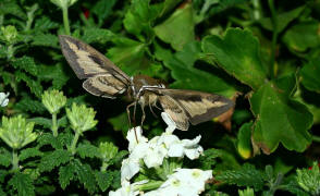 Hyles gallii / Labkrautschwrmer / Nachtfalter - Schwrmer - Sphingidae - Macroglossinae