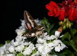 Hyles gallii / Labkrautschwrmer / Nachtfalter - Schwrmer - Sphingidae - Macroglossinae