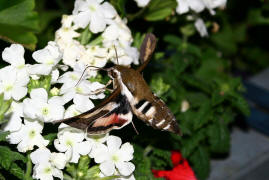 Hyles gallii / Labkrautschwrmer / Nachtfalter - Schwrmer - Sphingidae - Macroglossinae