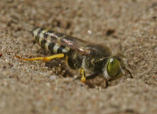 Bembix rostrata / Kreiselwespe / Grabwespen - Crabroniade - Bembicinae