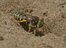 Bembix rostrata / Kreiselwespe / Grabwespen - Crabroniade - Bembicinae