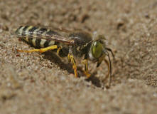 Bembix rostrata / Kreiselwespe / Grabwespen - Crabroniade - Bembicinae