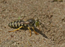 Bembix rostrata / Kreiselwespe / Grabwespen - Crabroniade - Bembicinae