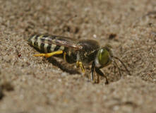 Bembix rostrata / Kreiselwespe / Grabwespen - Crabroniade - Bembicinae