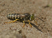 Bembix rostrata / Kreiselwespe / Grabwespen - Crabroniade - Bembicinae