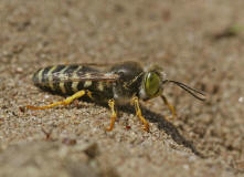 Bembix rostrata / Kreiselwespe / Grabwespen - Crabroniade - Bembicinae