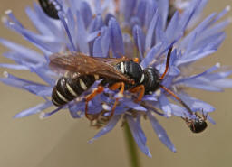 Cerceris interrupta / Knotenwespe / Grabwespen - Crabronidae - Philanthinae