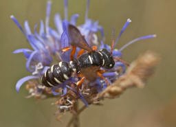 Cerceris interrupta / Knotenwespe / Grabwespen - Crabronidae - Philanthinae