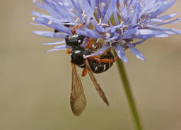 Cerceris interrupta / Knotenwespe / Grabwespen - Crabronidae - Philanthinae