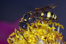 Cerceris rybyensis / Bienenjagende Knotenwespe / Grabwespen - Crabronidae - Philanthinae