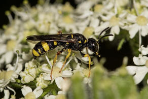 Cerceris rybyensis / Bienenjagende Knotenwespe / Grabwespen - Crabronidae - Philanthinae