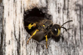 Cerceris rybyensis / Bienenjagende Knotenwespe / Grabwespen - Crabronidae - Philanthinae