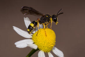 Cerceris rybyensis / Bienenjagende Knotenwespe / Grabwespen - Crabronidae - Philanthinae
