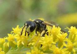 Cerceris rybyensis / Bienenjagende Knotenwespe / Grabwespen - Crabronidae - Philanthinae