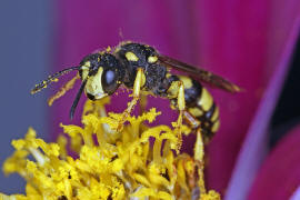 Cerceris rybyensis / Bienenjagende Knotenwespe / Grabwespen - Crabronidae - Philanthinae