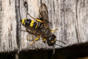 Cerceris rybyensis / Bienenjagende Knotenwespe / Grabwespen - Crabronidae - Philanthinae