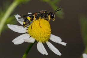 Cerceris rybyensis / Bienenjagende Knotenwespe / Grabwespen - Crabronidae - Philanthinae
