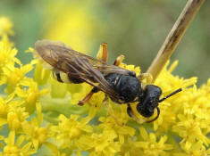 Cerceris rybyensis / Bienenjagende Knotenwespe / Grabwespen - Crabronidae - Philanthinae