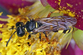 Cerceris rybyensis / Bienenjagende Knotenwespe / Grabwespen - Crabronidae - Philanthinae