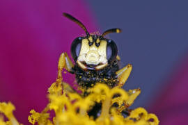 Cerceris rybyensis / Bienenjagende Knotenwespe / Grabwespen - Crabronidae - Philanthinae