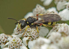 Cerceris rybyensis / Bienenjagende Knotenwespe / Grabwespen - Crabronidae - Philanthinae