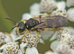 Cerceris rybyensis / Bienenjagende Knotenwespe / Grabwespen - Crabronidae - Philanthinae