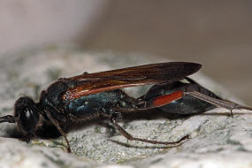 Chalybion femoratum / Ohne deutschen Namen / Langstielgrabwespen - Sphecidae - Sceliphrinae