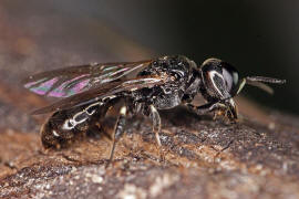 Crossocerus annulipes / Ohne deutschen Namen / Grabwespen - Crabronidae / Ordnung Hautflgler - Hymenoptera