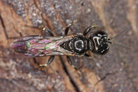 Crossocerus annulipes / Ohne deutschen Namen / Grabwespen - Crabronidae / Ordnung Hautflgler - Hymenoptera