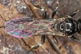 Crossocerus annulipes / Ohne deutschen Namen / Grabwespen - Crabronidae / Ordnung Hautflgler - Hymenoptera