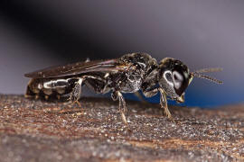 Crossocerus annulipes / Ohne deutschen Namen / Grabwespen - Crabronidae / Ordnung Hautflgler - Hymenoptera