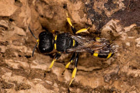 Ectemnius continuus / "Fliegenjger" / Grabwespen - Crabronidae - Crabroninae