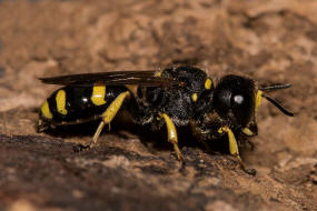 Ectemnius continuus / "Fliegenjger" / Grabwespen - Crabronidae - Crabroninae