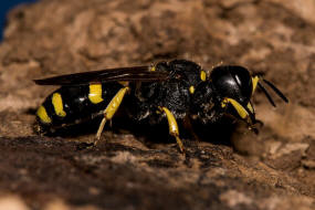 Ectemnius continuus / "Fliegenjger" / Grabwespen - Crabronidae - Crabroninae