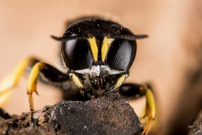 Ectemnius continuus / "Fliegenjger" / Grabwespen - Crabronidae - Crabroninae