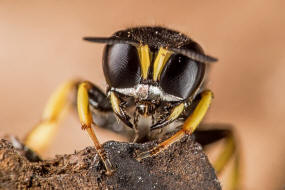 Ectemnius continuus / "Fliegenjger" / Grabwespen - Crabronidae - Crabroninae