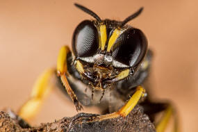 Ectemnius continuus / "Fliegenjger" / Grabwespen - Crabronidae - Crabroninae