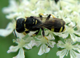 Ectemnius continuus / "Fliegenjger" / Grabwespen - Crabronidae - Crabroninae